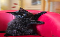 Maine Coon cats for sale: Pure breed Maine Coons Kittens  - Image 8