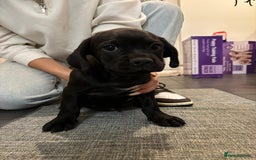 Mixed Breed dogs for sale: 🌟 Cockapoo-look Puppies! 🌟 - Image 14