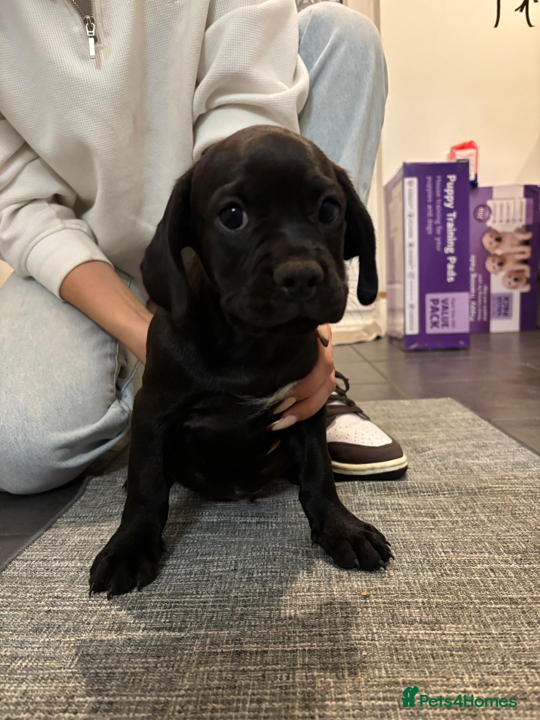 Mixed Breed dogs for sale: 🌟 Cockapoo-look Puppies! 🌟 - Image 14