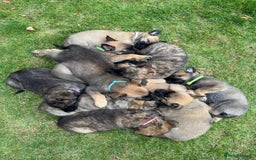 Belgian Shepherd Dog dogs for sale: Dutch herder x malinois Shepherd - Image 1