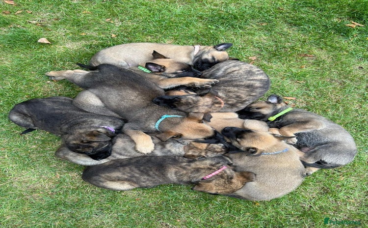 Belgian Shepherd Dog dogs - Advert 7