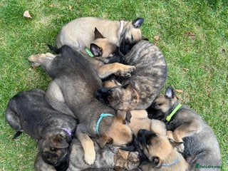 Belgian Shepherd Dog dogs - Advert 1