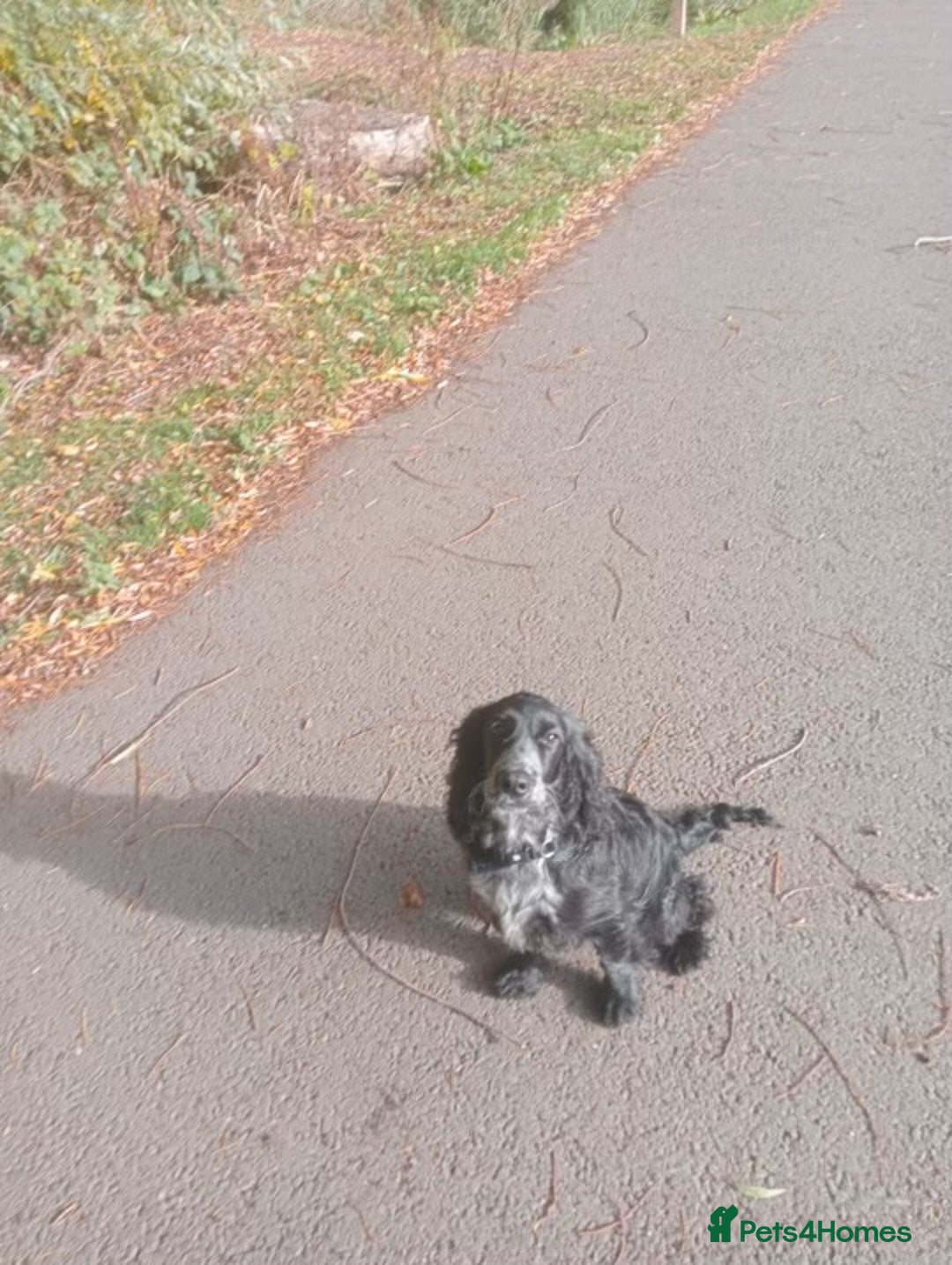 Cockapoo dogs for sale: 6-Month Cockapoo Puppy – Experienced Owner Only - Advert 8