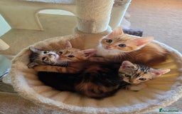 Domestic Shorthair cats for sale: Four sweet little flufflets - Image 7