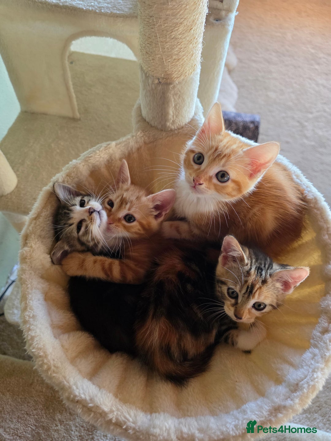 Domestic Shorthair cats for sale: Four sweet little flufflets - Image 7