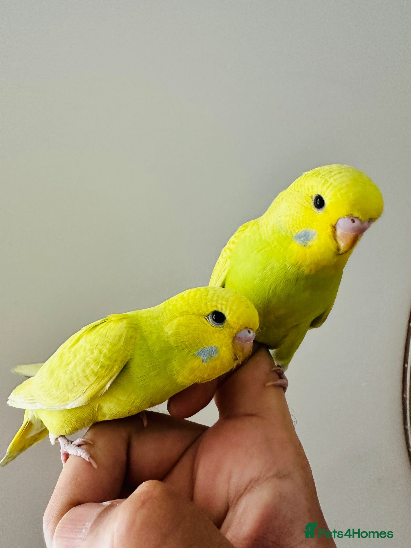 Budgerigars birds Hand Tamed Budgies - Advert 5