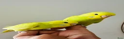 Budgerigars birds for sale: Hand Tamed Budgies - Advert 4