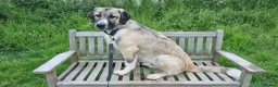 Mixed Breed dogs for adoption: 🐾💙TUKE – NOW RESERVED 🐾 - Advert 3