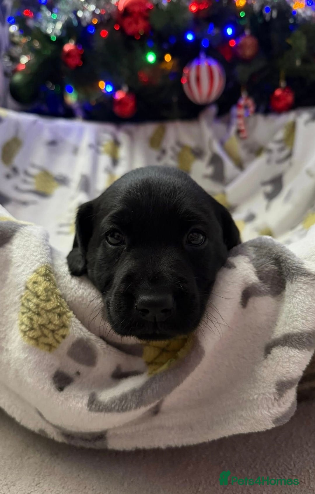 Labrador Retriever dogs for sale: Adorable Labrador Puppies–KC Registered - Advert 12