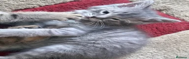  Grey tabby boy
