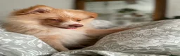 Pomeranian dogs for sale: 🐾 Beautiful Home-Raised Pomeranian Puppies   - Advert 21