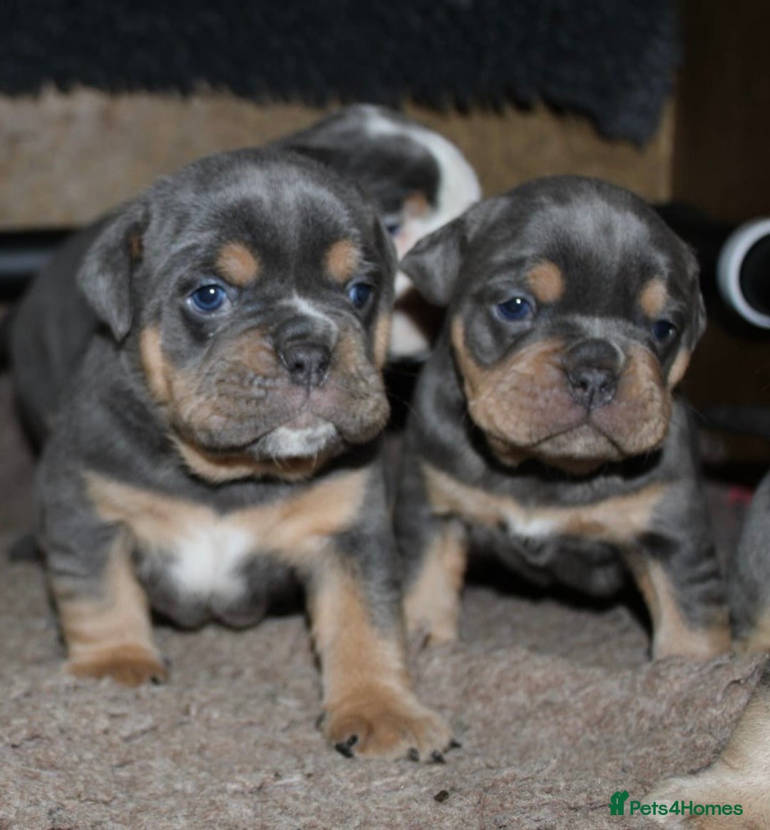 Olde English Bulldogge dogs for sale: Olde English bulldog puppies  - Advert 9