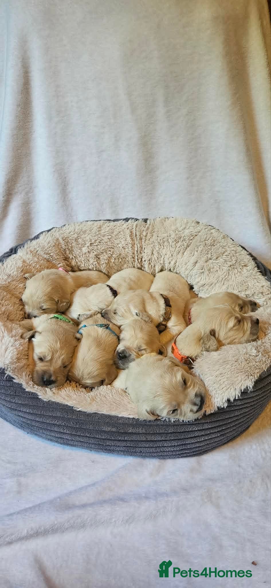 Golden Retriever dogs KC Registered Show Line Golden Retriever Puppies - Advert 1
