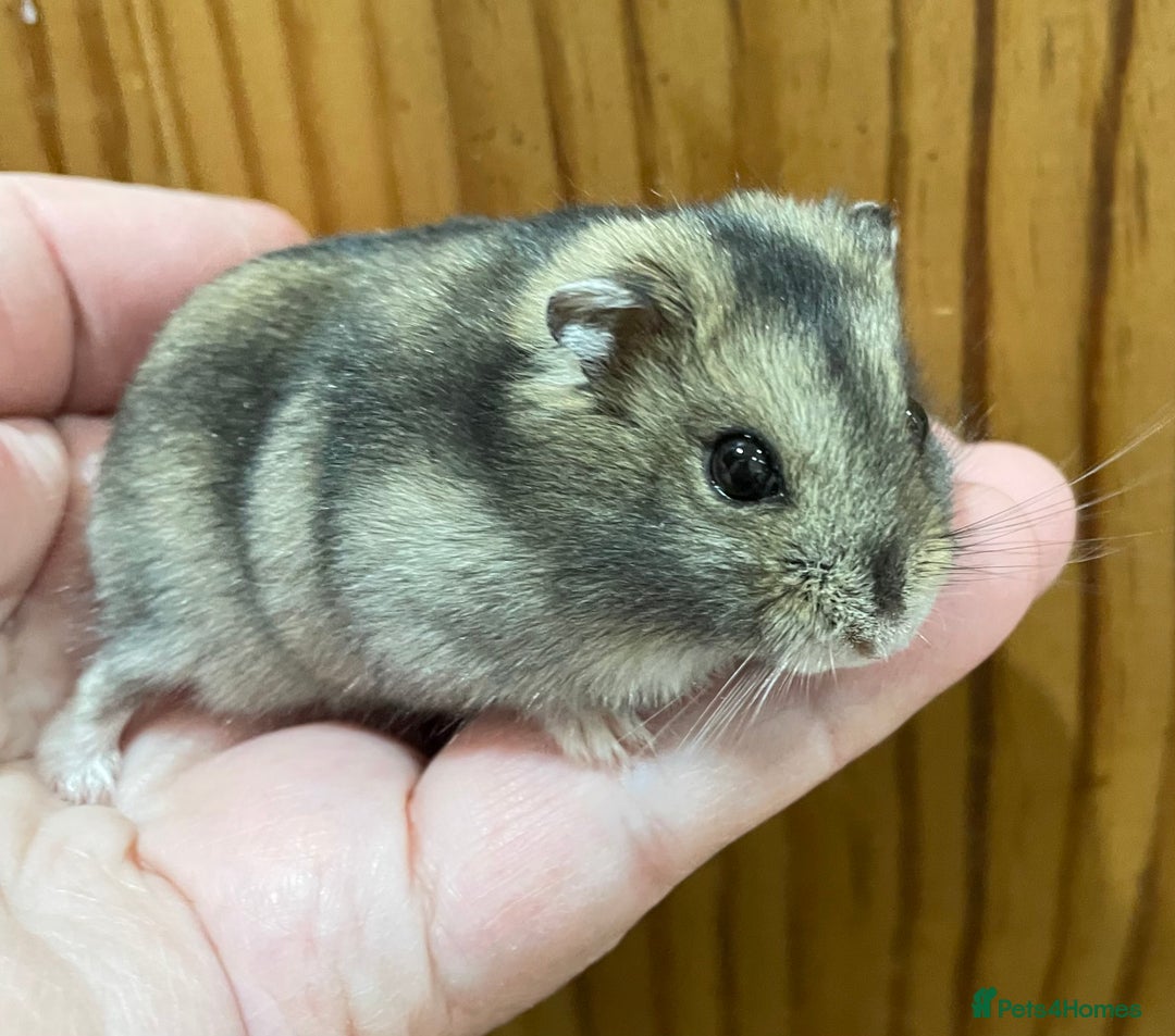 Hamster rodents for sale: Young female Winter White Russian hamster. - Advert 6