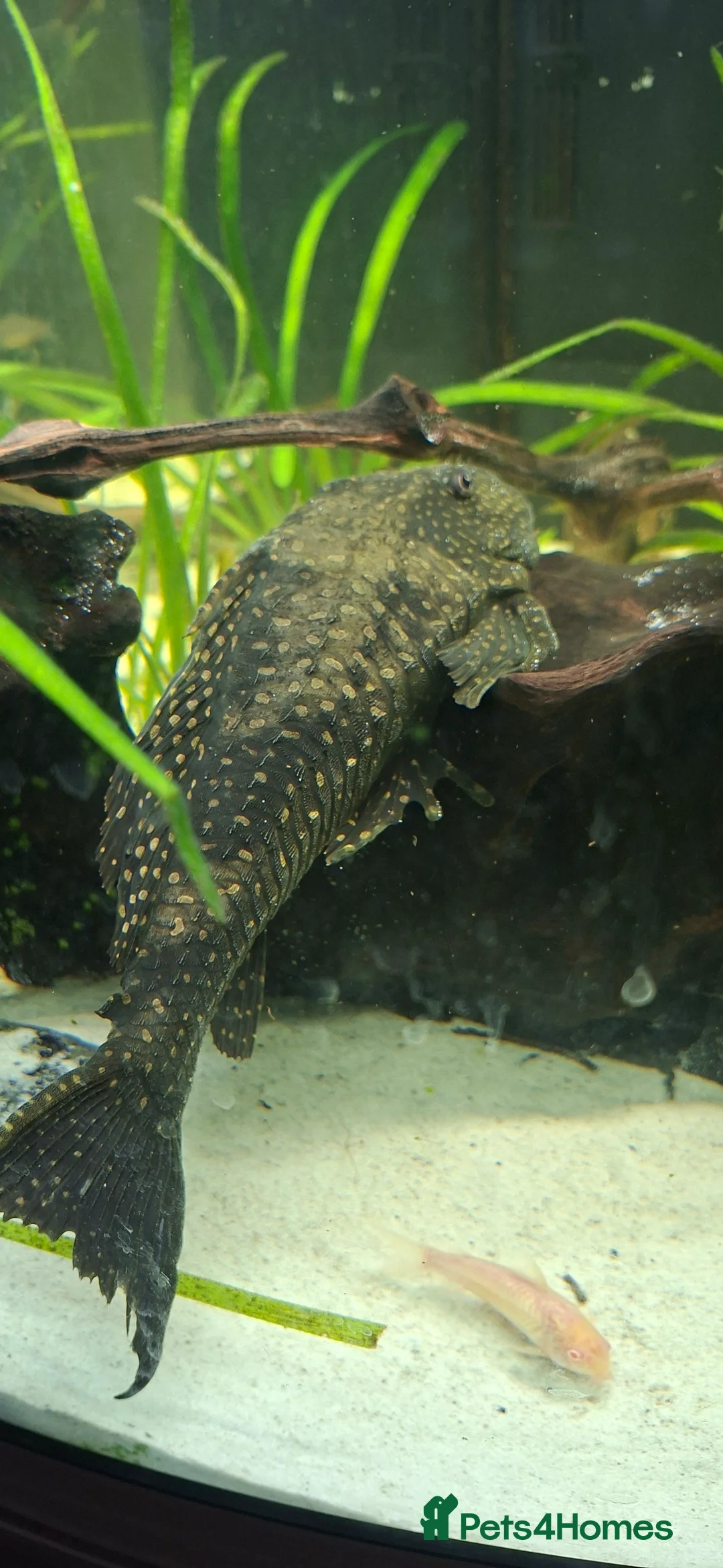 Plecos fish for sale: Pleco - Advert 4