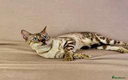 Bengal cats for sale: 🐾PUREBRED Active for breed Bengal girl🐾  - Image 12