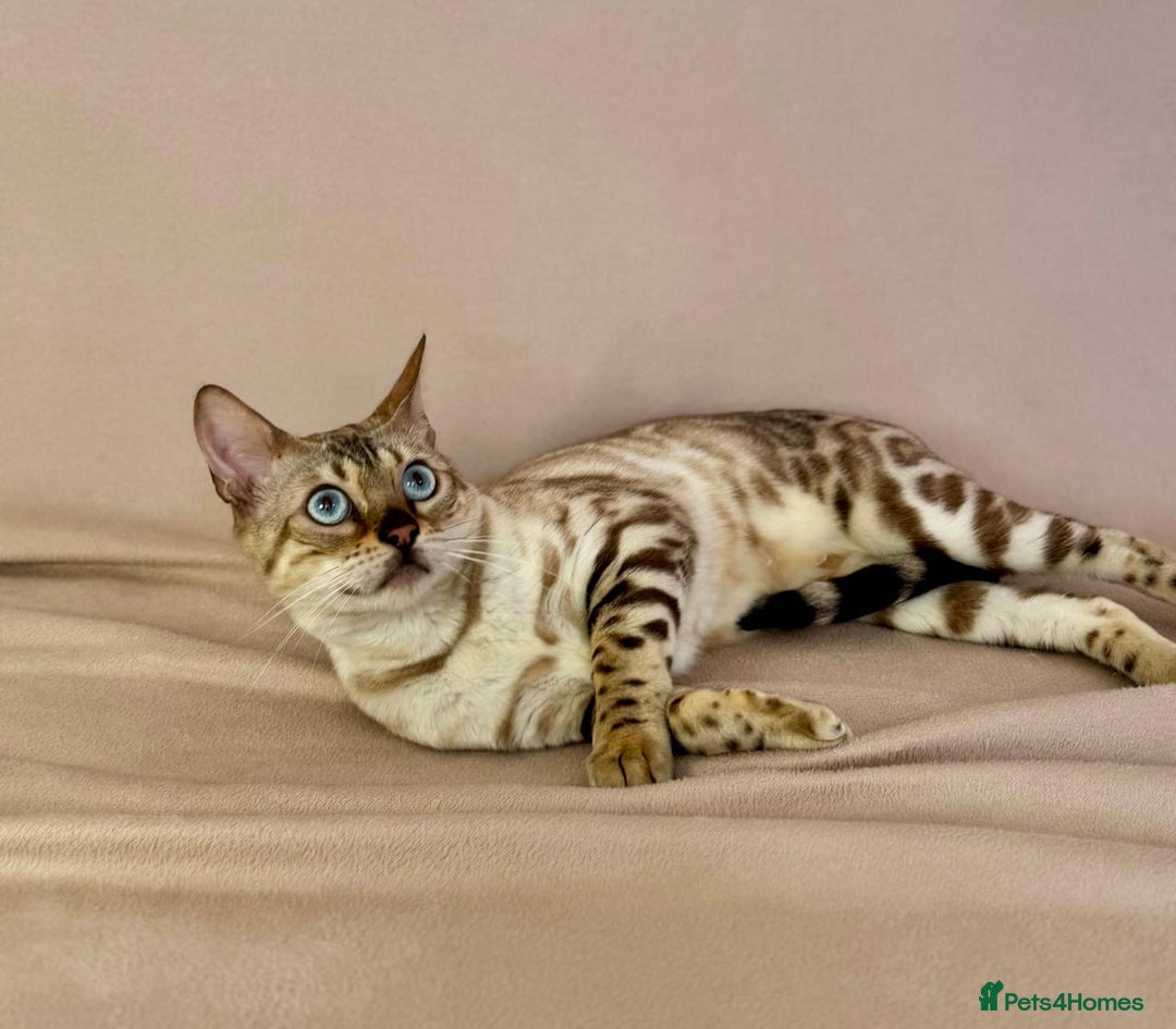 Bengal cats for sale: 🐾PUREBRED Active for breed Bengal girl🐾  - Image 12