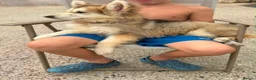 German Shepherd dogs for sale: Beautiful German shepherd puppy for sale  in Sidcup - Advert 3