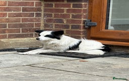 Chihuahua dogs for adoption: Toffy in West Malling - Image 13