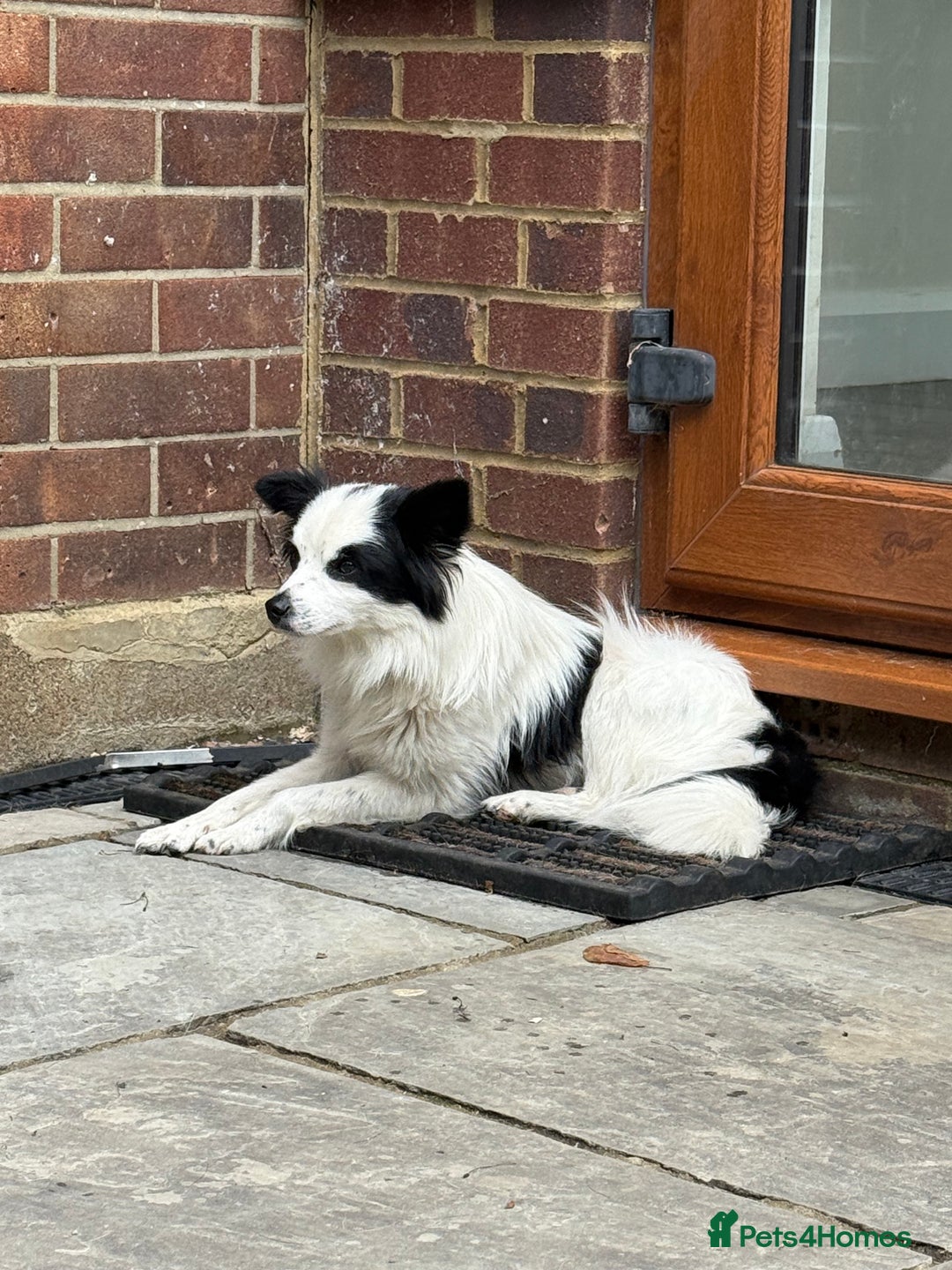 Chihuahua dogs for adoption: Toffy in West Malling - Image 13