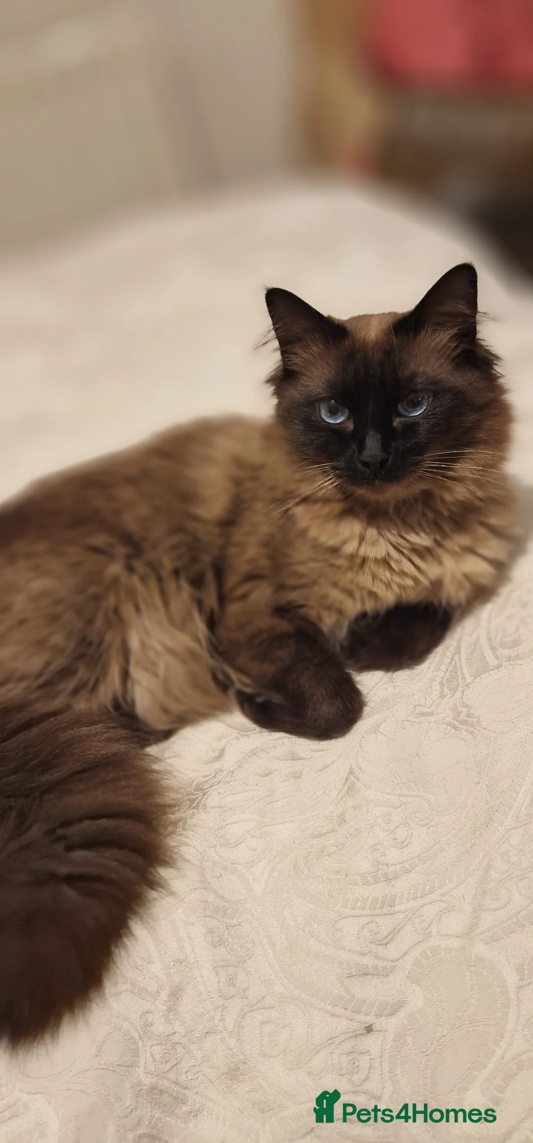 Ragdoll cats for sale: Ragdoll kitten for sale 1 boy left  - Advert 10