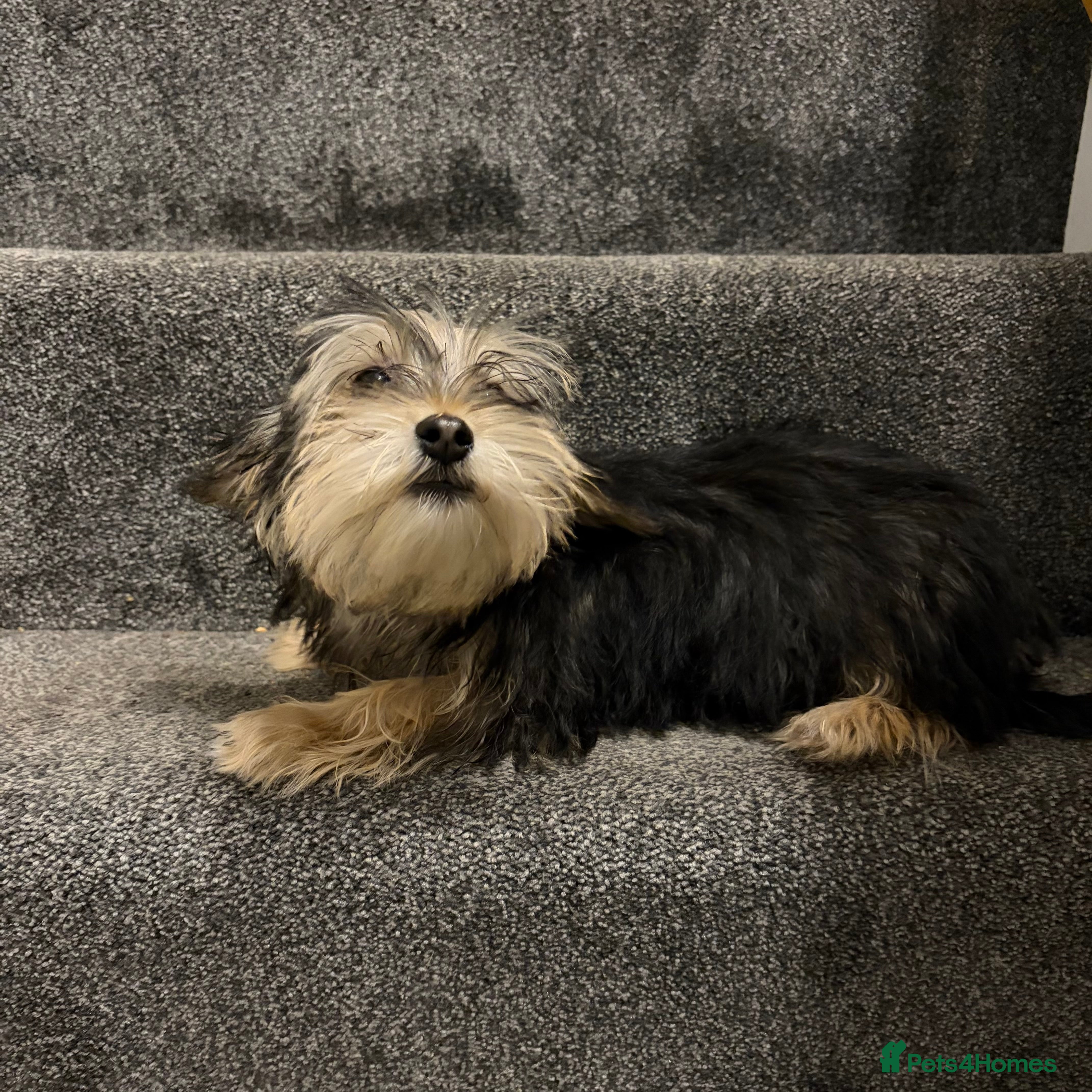 Biewer Terrier dogs Stunning male Biewer terrier  - Advert 1