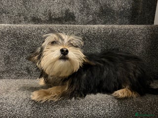 Biewer Terrier dogs Stunning male Biewer terrier - Advert 1