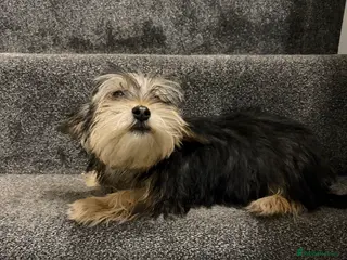 Biewer Terrier dogs Stunning male Biewer terrier - Advert 11