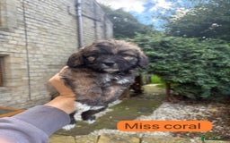 Mixed Breed dogs for sale: Outstanding Mini Saint Bernadoodle Puppies  - Image 20