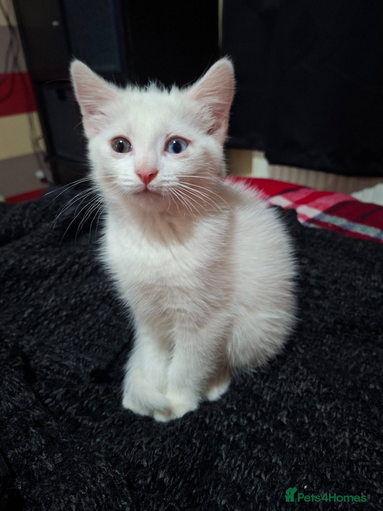 Mixed Breed cats Adorable female  - Advert 1