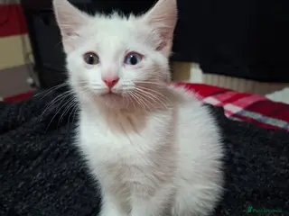 Mixed Breed cats Adorable female - Advert 1