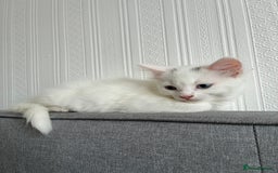 Ragdoll cats for sale: Blue eyed white fluffy kitten - Image 2
