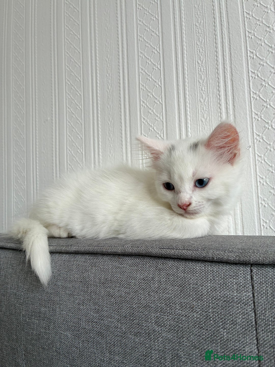 Ragdoll cats for sale: Blue eyed white fluffy kitten - Image 2