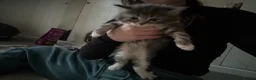British Shorthair cats for sale: 4 Fluffy kittens  in Newport - Advert 32