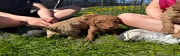 Cavapoo dogs for sale: Cavapoo F1b Puppies in Bishop Auckland - Advert 7