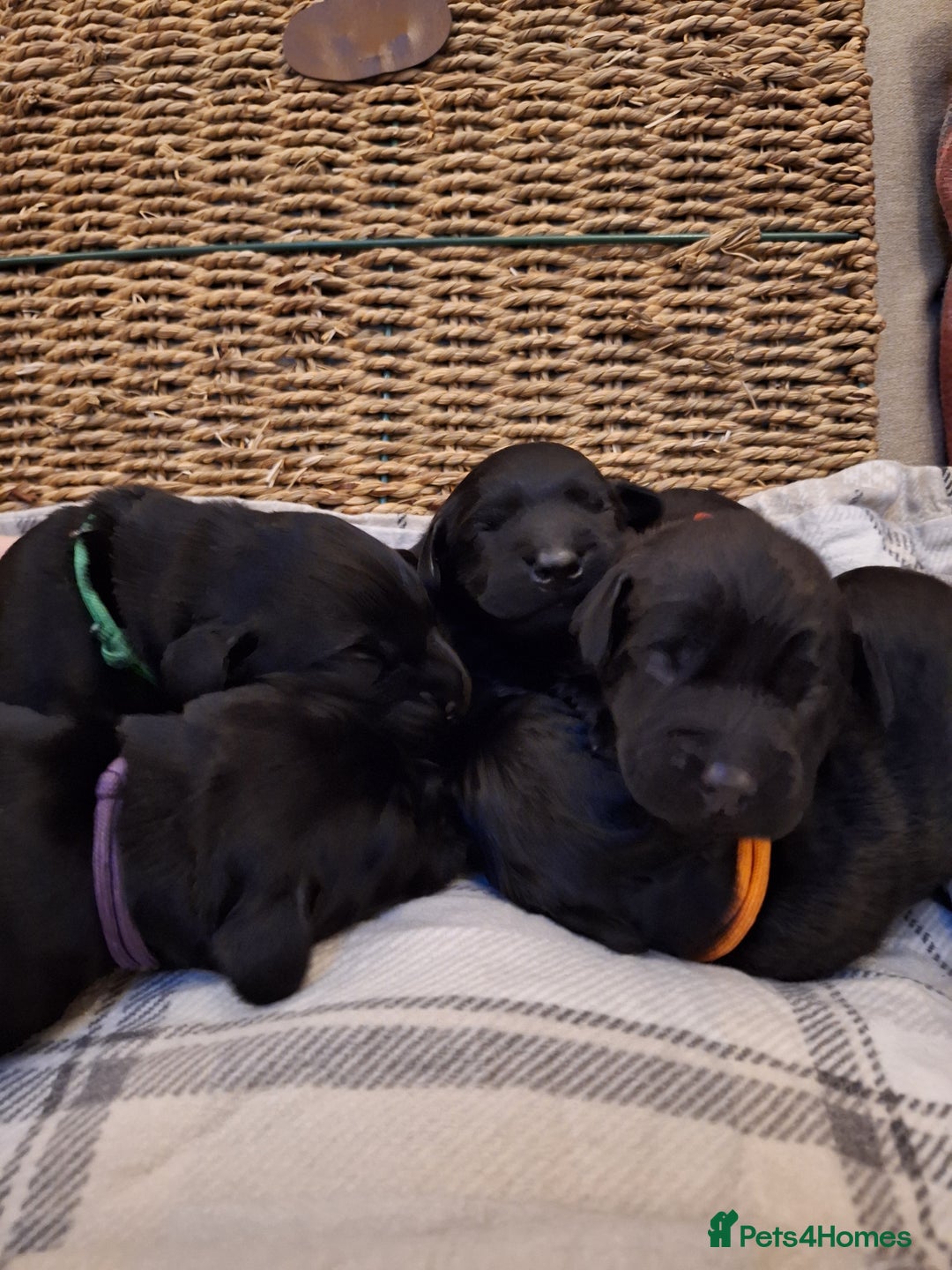 Cockerdor dogs for sale: stunning cockerdors (1left)🐶 5⭐️ licensed breeder - Advert 23