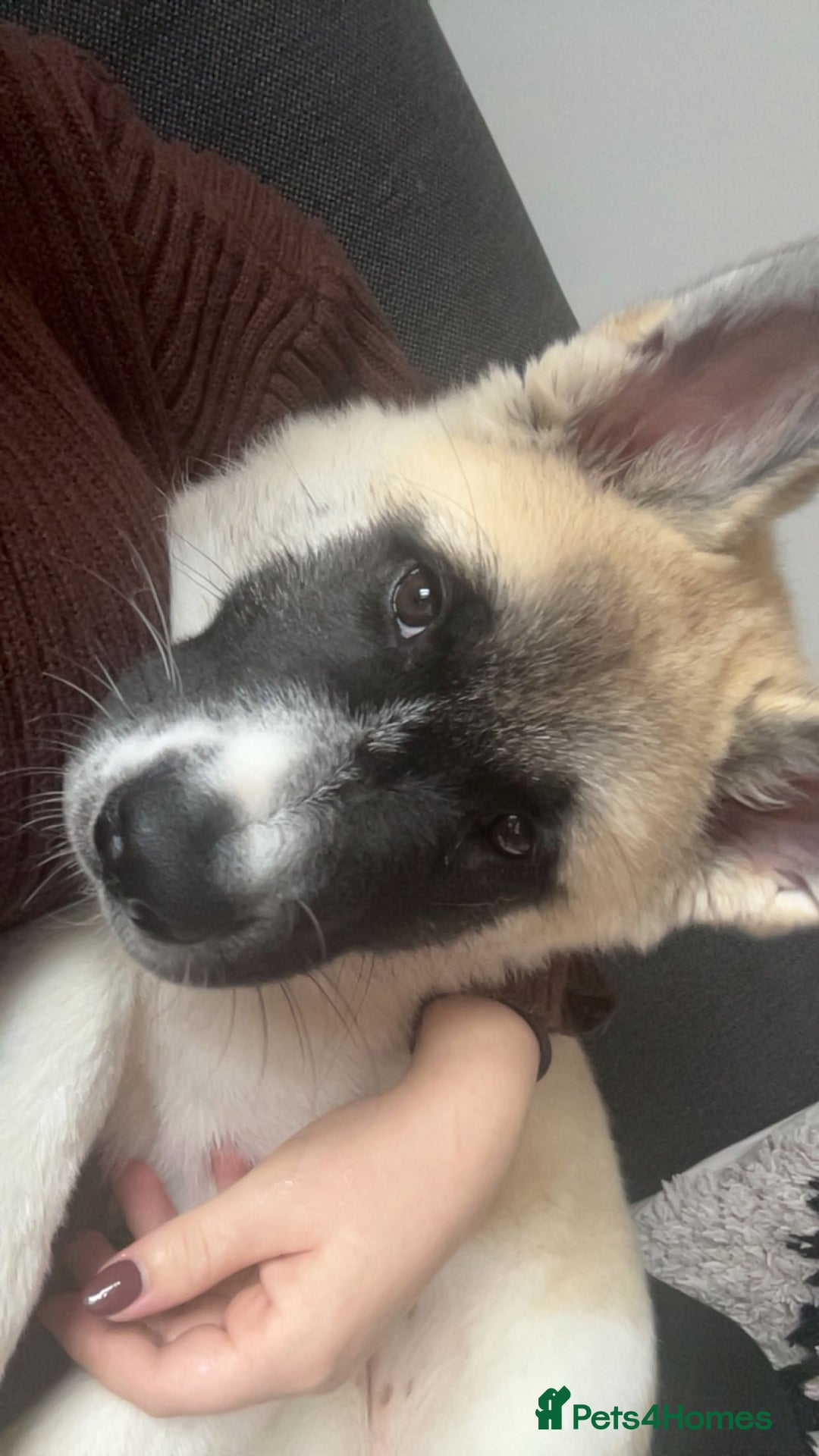 Akita dogs for sale: SADIE🐾 My beautiful 7 month old American Akita - Advert 3