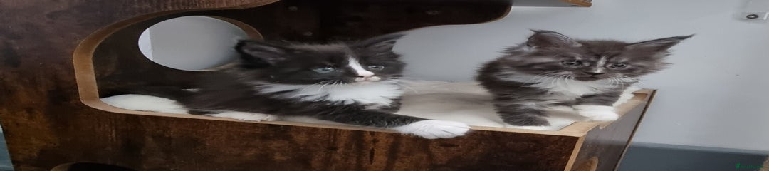 Black and white female 