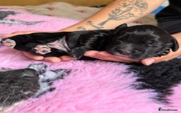 Cocker Spaniel dogs for sale: Gorgeous KC registered Working Cocker Spaniels - Image 14
