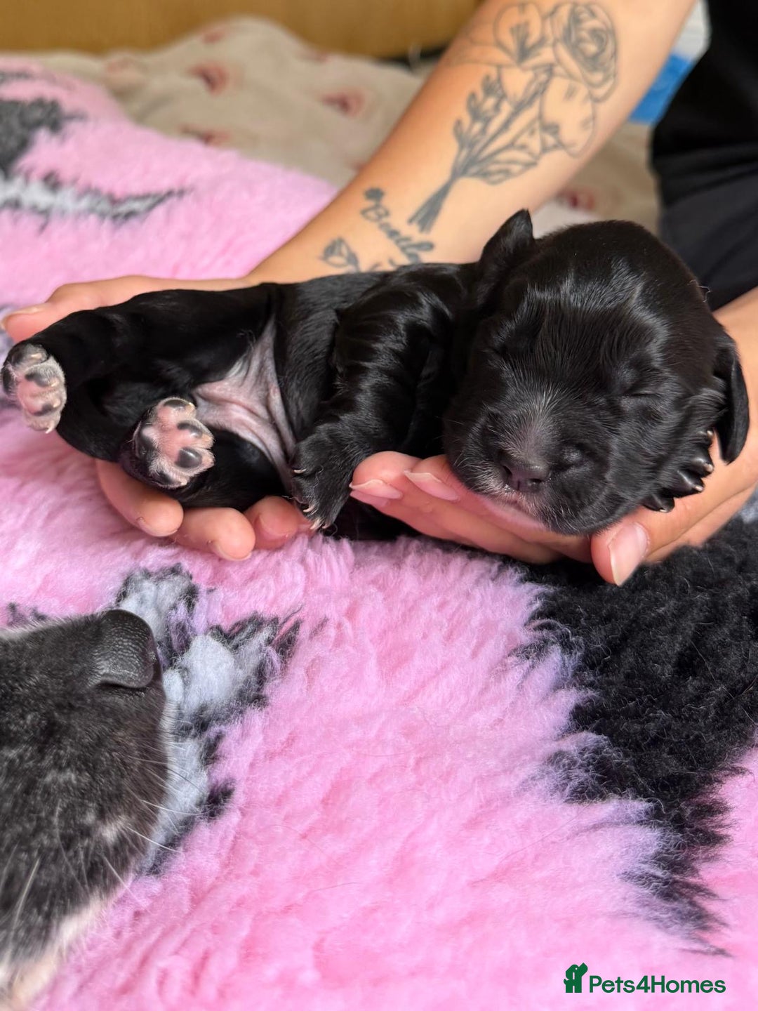 Cocker Spaniel dogs for sale: Gorgeous KC registered Working Cocker Spaniels - Image 14