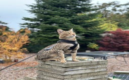 Savannah cats for sale: Savannah F4 girl kittens - Image 34