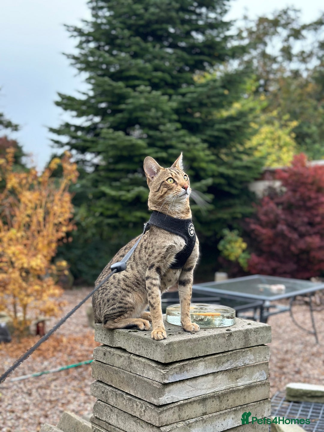 Savannah cats for sale: Savannah F4 girl kittens - Image 34