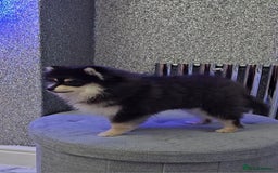 Pomsky dogs for sale: Pomsky puppies very small toy size F3  - Image 20