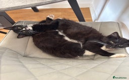 Mixed Breed cats for sale: 1 male kitten - Image 7