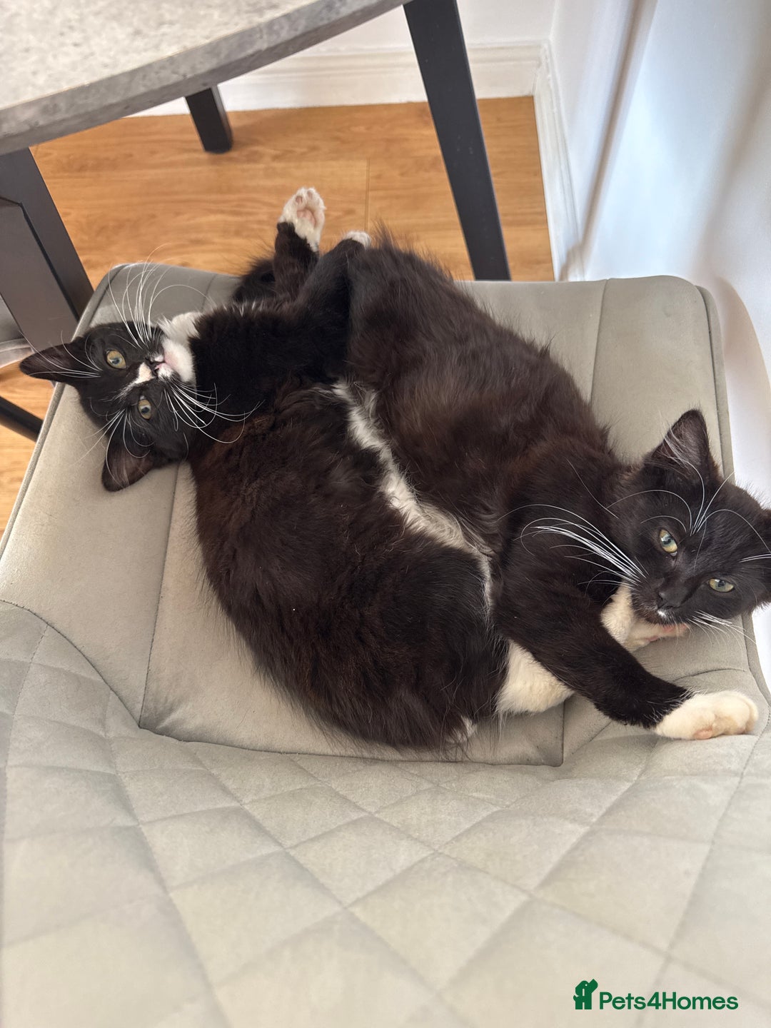 Mixed Breed cats for sale: 1 male kitten - Image 7