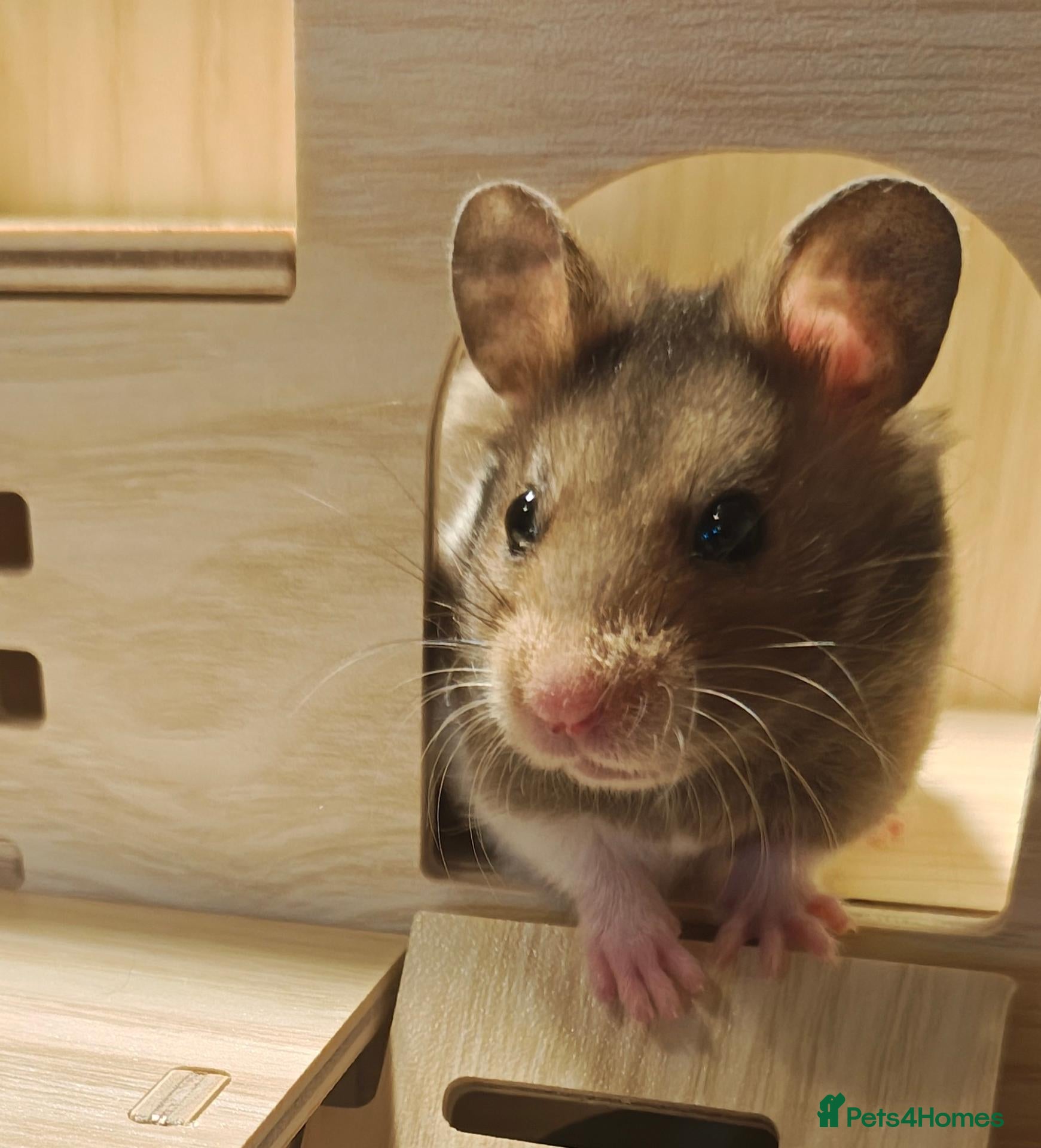 Hamster rodents for sale: Two left! Baby Boy Syrian hamsters ready to go. - Advert 6