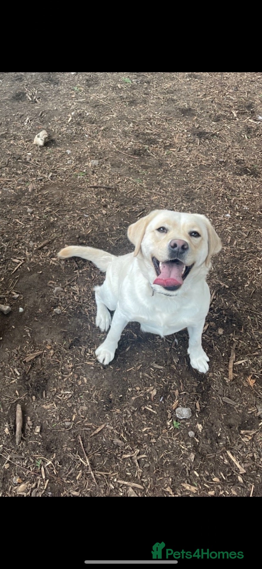 Labrador Retriever dogs My Labrador Puppys 🐾 - Advert 14