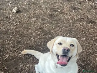 Labrador Retriever dogs My Labrador Puppys 🐾 - Advert 14