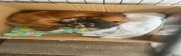 Miniature Dachshund dogs for sale: Miniature Long-Haired Dachshund Puppies - Advert 2