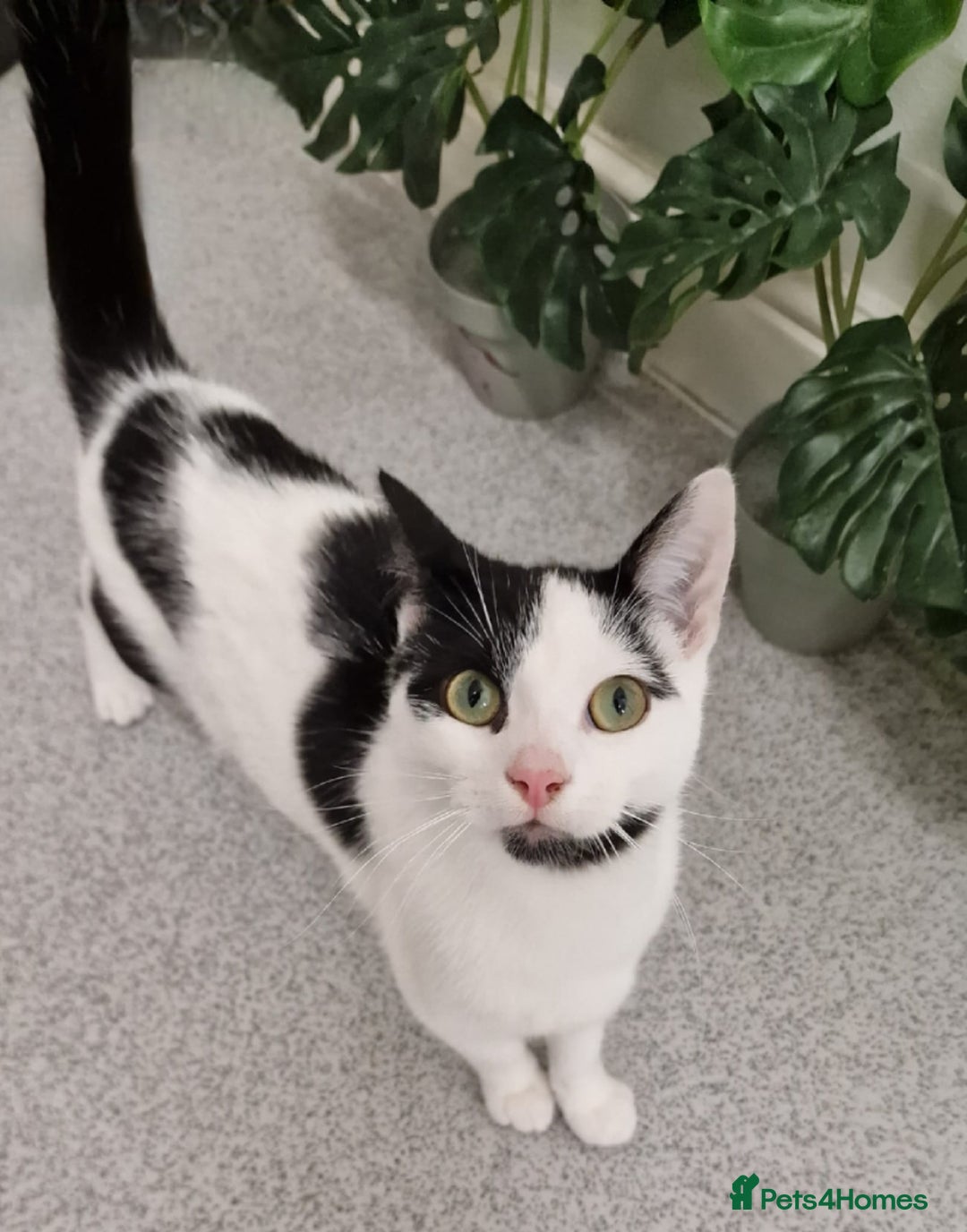 Mixed Breed cats for sale: Playful Kitten - Advert 2